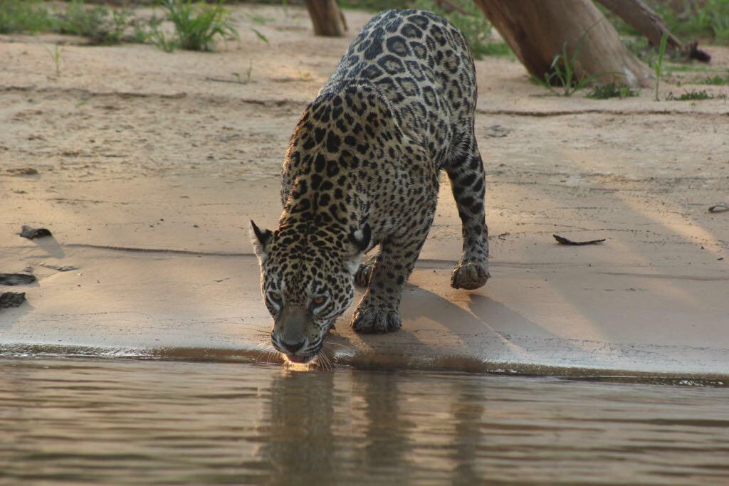 Pousada Reserva Ecologica Jaguar Poconé Exterior foto