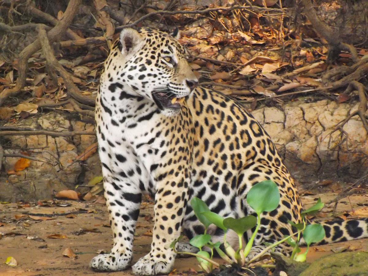 Pousada Reserva Ecologica Jaguar Poconé Exterior foto